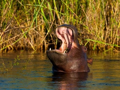 Hippo in the river